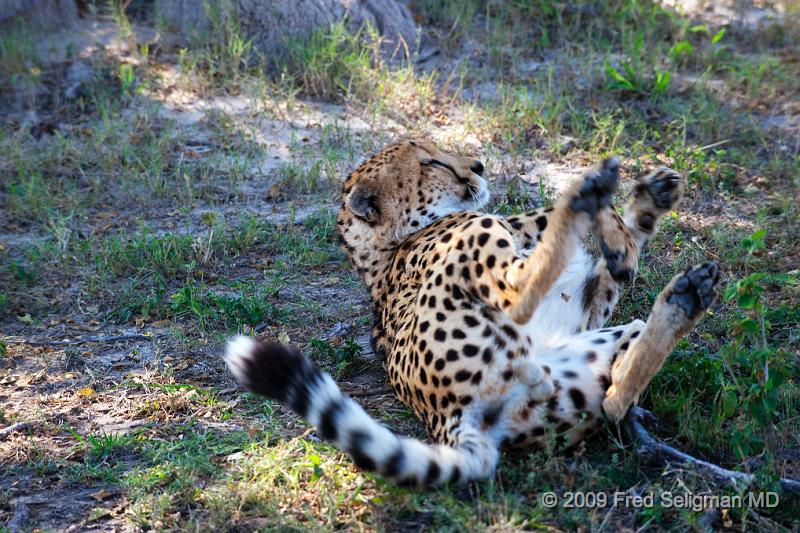 20090615_132758 D3 X1.jpg - Male cheetahs are very sociable and tend to herd with other males siblings for life.  Occasionally a single surviving male may join this group